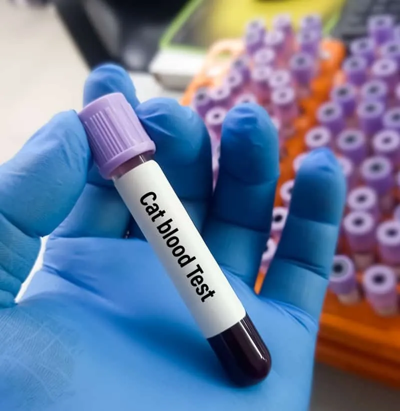 Vérminta macskaallergia vérvizsgálatához. Kémcső az orvos kezében.' title=