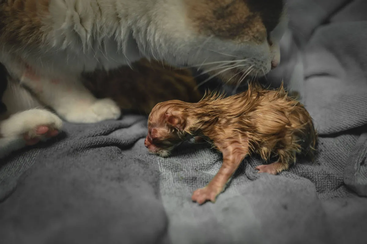 Hjälp! Min katt skaffar kattungar! – Den grundläggande guiden för oroliga ägare