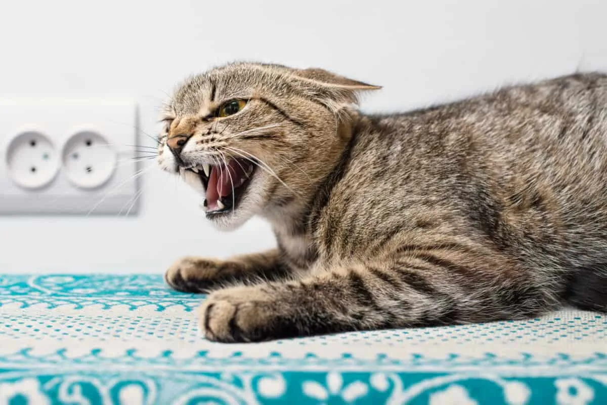 Rabies – hvad du behøver at vide for at beskytte din kat