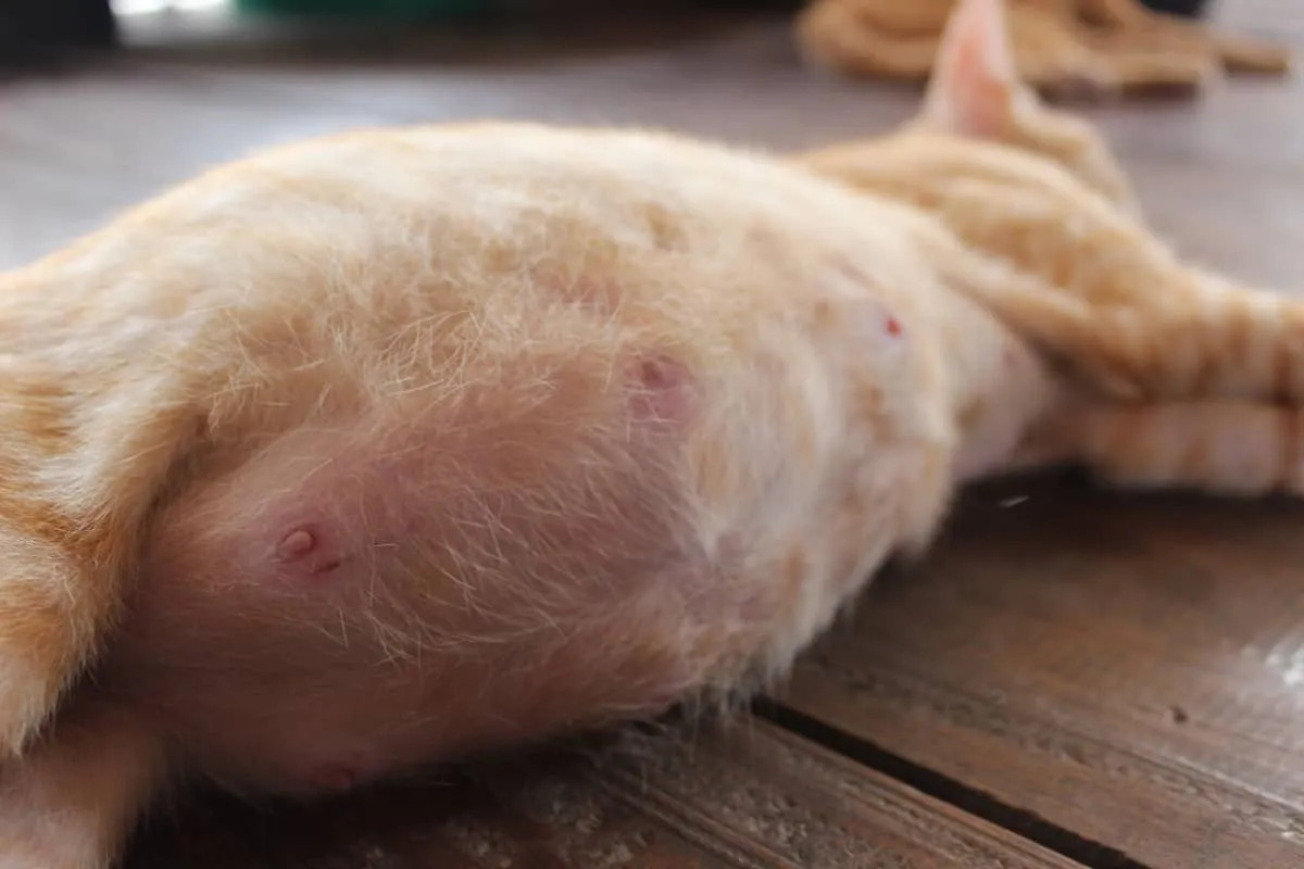Gravidanza Cat - La tua tabella di marcia essenziale per la maternità felina