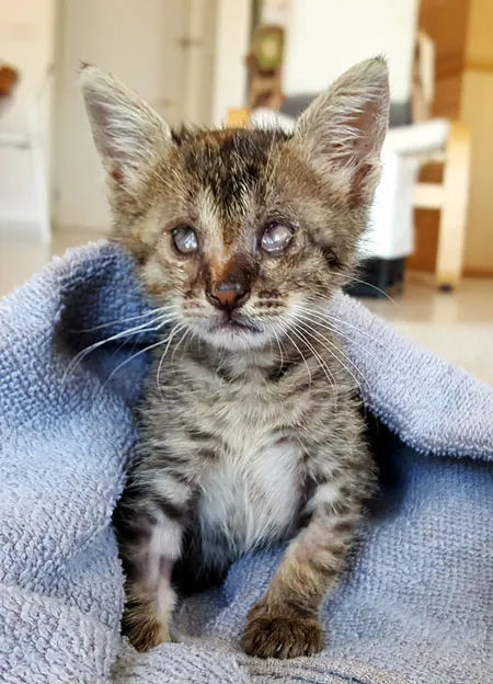 Un gatet cec pel virus de l'herpes felí. Llegeix més sobre problemes oculars en gats' title=