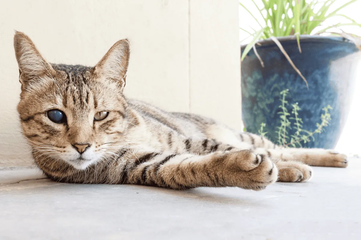 Retrat de gat domèstic cec.' title=