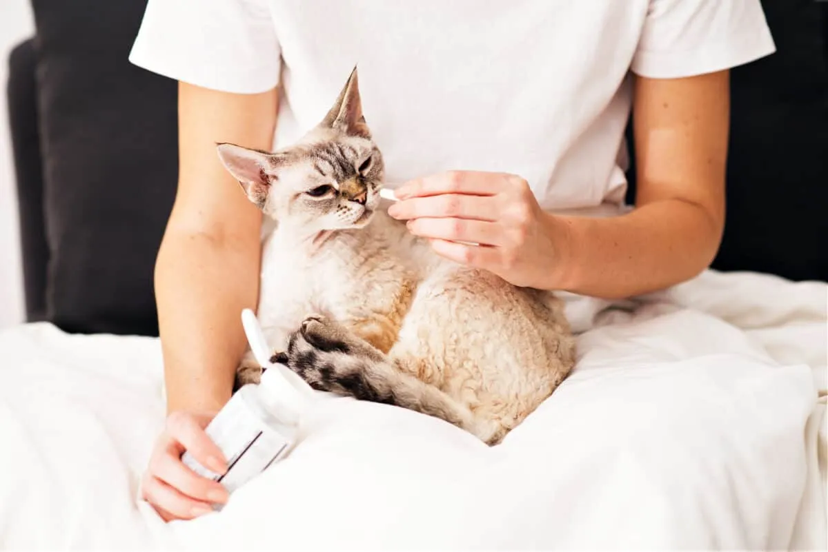 Devo dar probióticos ao meu gato? [Respondido]' title=