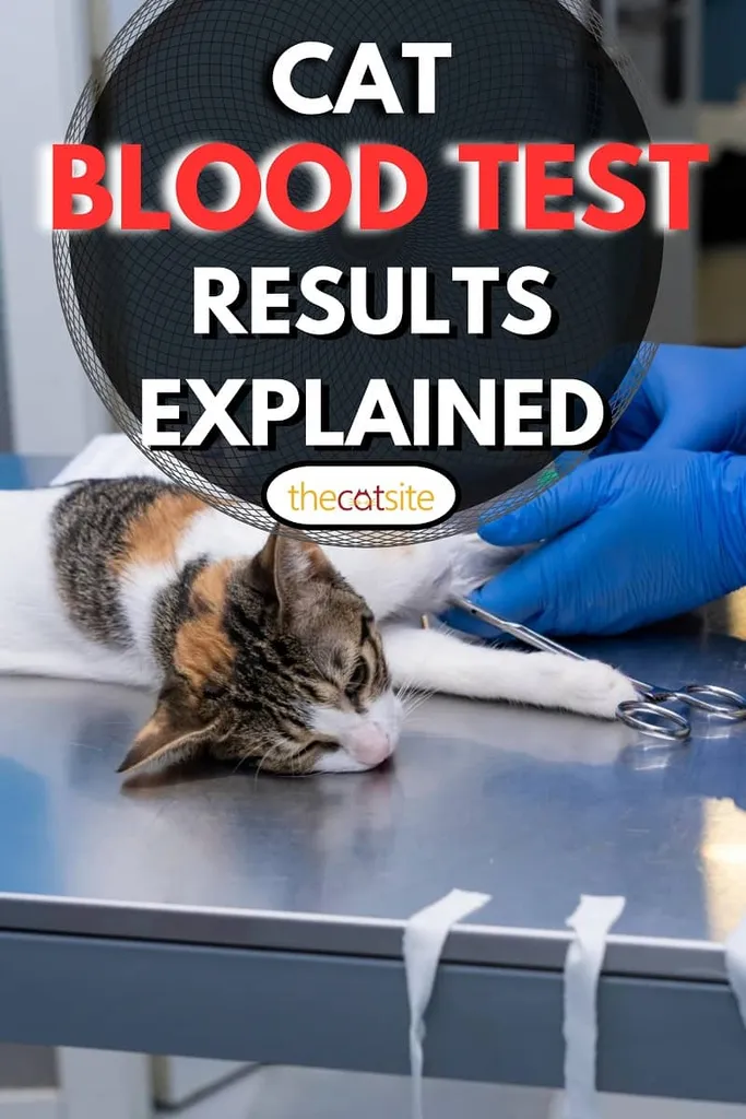 וטרינר עם מסכת פנים שואב דם מחתול מורדם.' title=