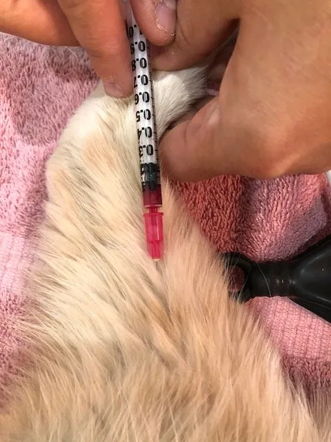 הסבר תוצאות בדיקת דם לחתול' title=