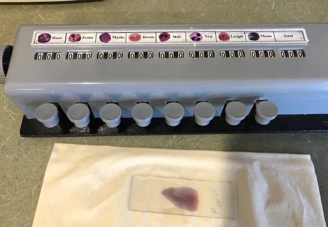 הסבר תוצאות בדיקת דם לחתול' title=