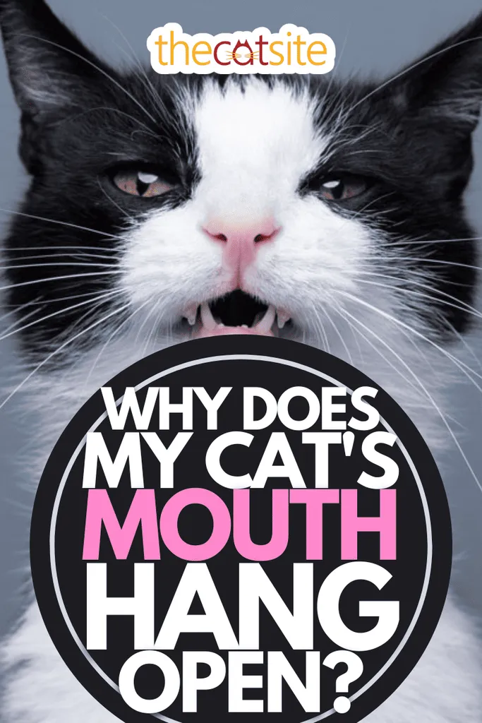 smoking kat laver sjovt ansigt mjaver med åben mund og ser på kameraportræt på grå baggrund Hvorfor hænger min kats mund åben?' title=