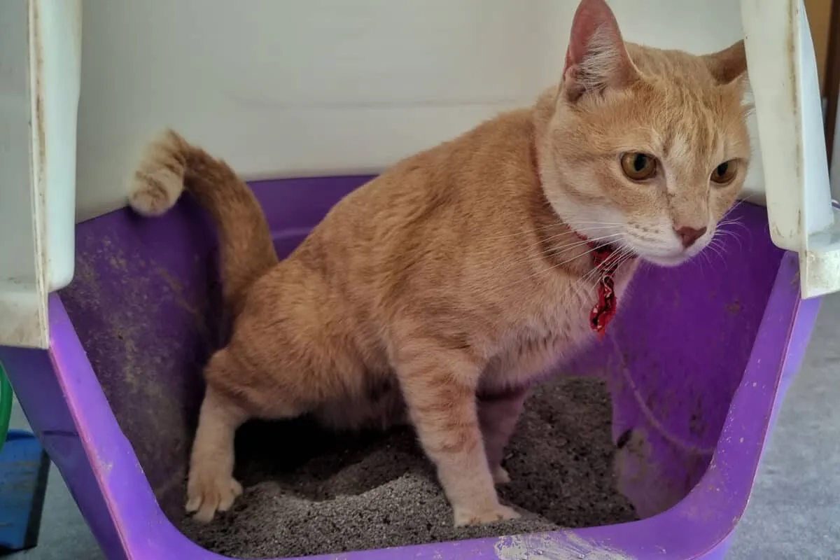 Kum kedi kumu kullanan sevimli genç bir kedinin yüzünü kapatın. Kedi konseptinde kedi alt idrar yolu hastalıkları (FLUTD) ve dizüri' title=