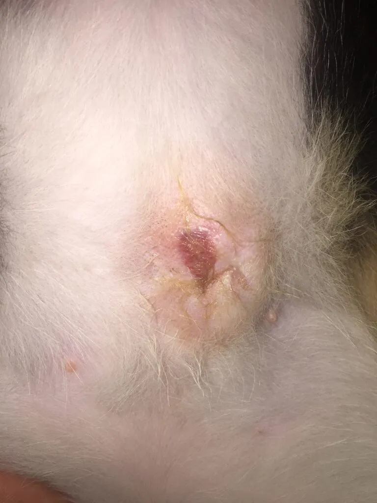 Kastrering och kastrering – vad man ska leta efter efter operation' title=