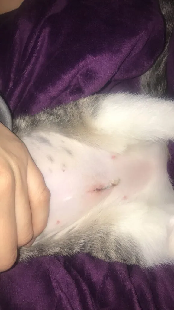 Kastrering och kastrering – vad man ska leta efter efter operation' title=