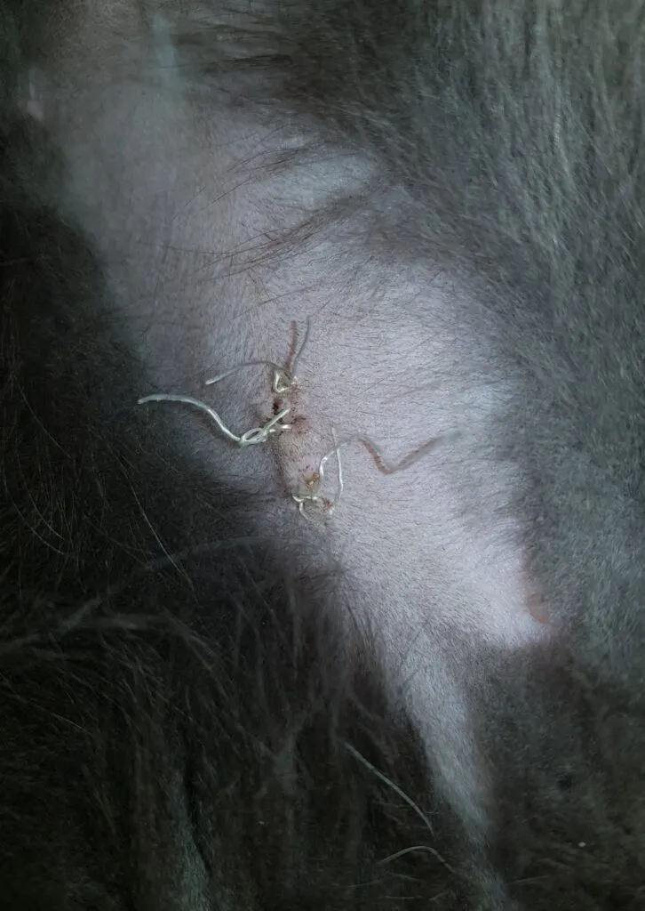 Kastrering och kastrering – vad man ska leta efter efter operation' title=
