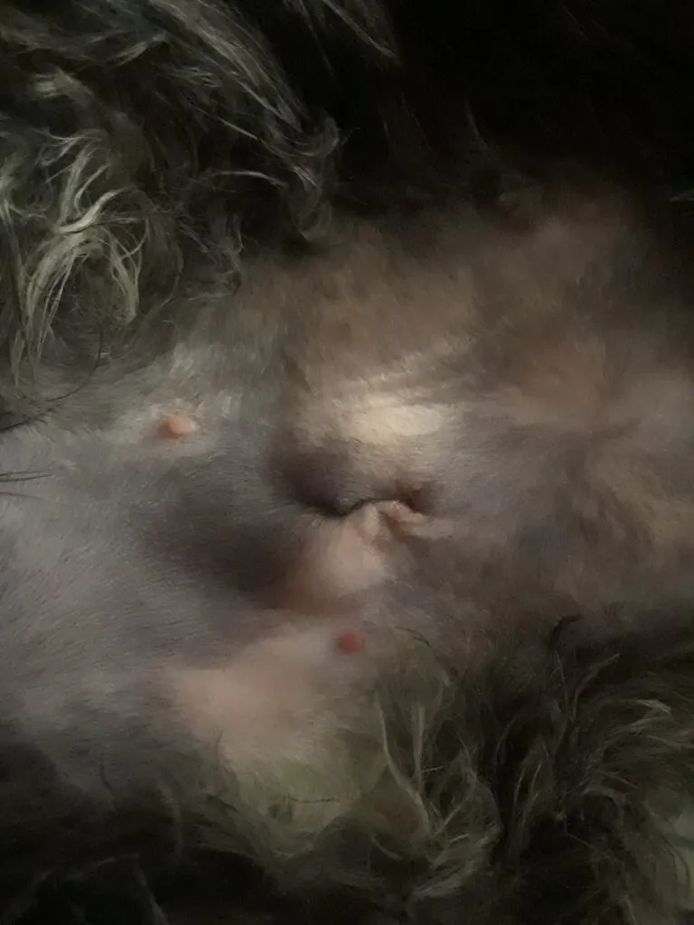 Kastrering och kastrering – vad man ska leta efter efter operation' title=