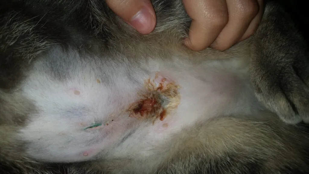 Kastrering och kastrering – vad man ska leta efter efter operation' title=