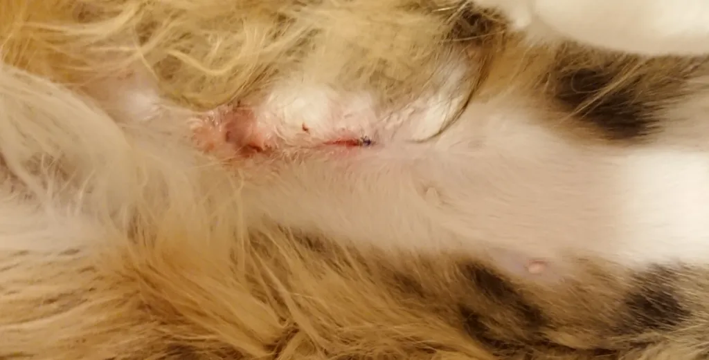 Kastrering och kastrering – vad man ska leta efter efter operation' title=