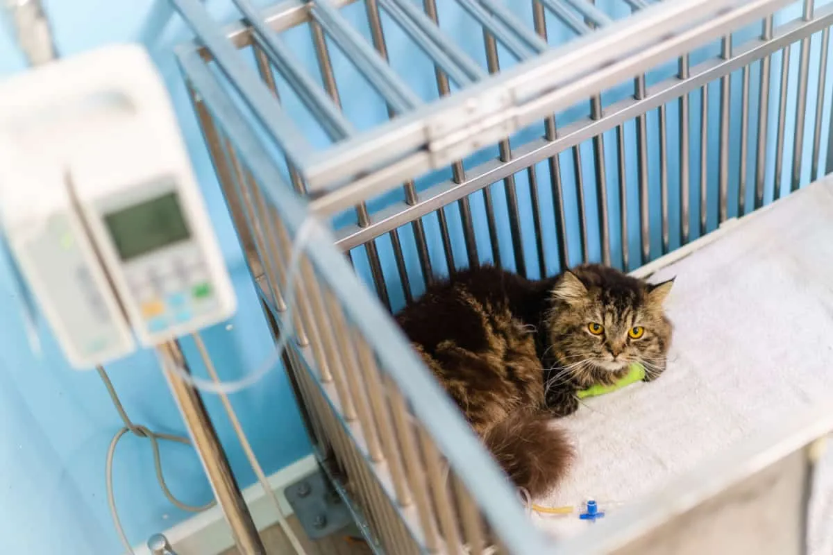 Come scegliere il miglior veterinario per il mio gatto?