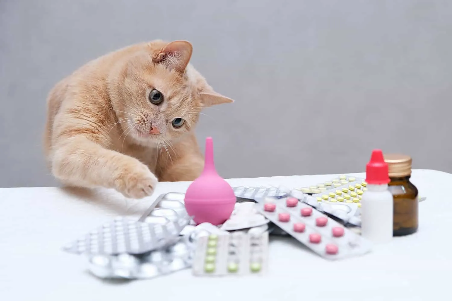 Els medicaments OTC són segurs per al vostre gat? [Resposta]