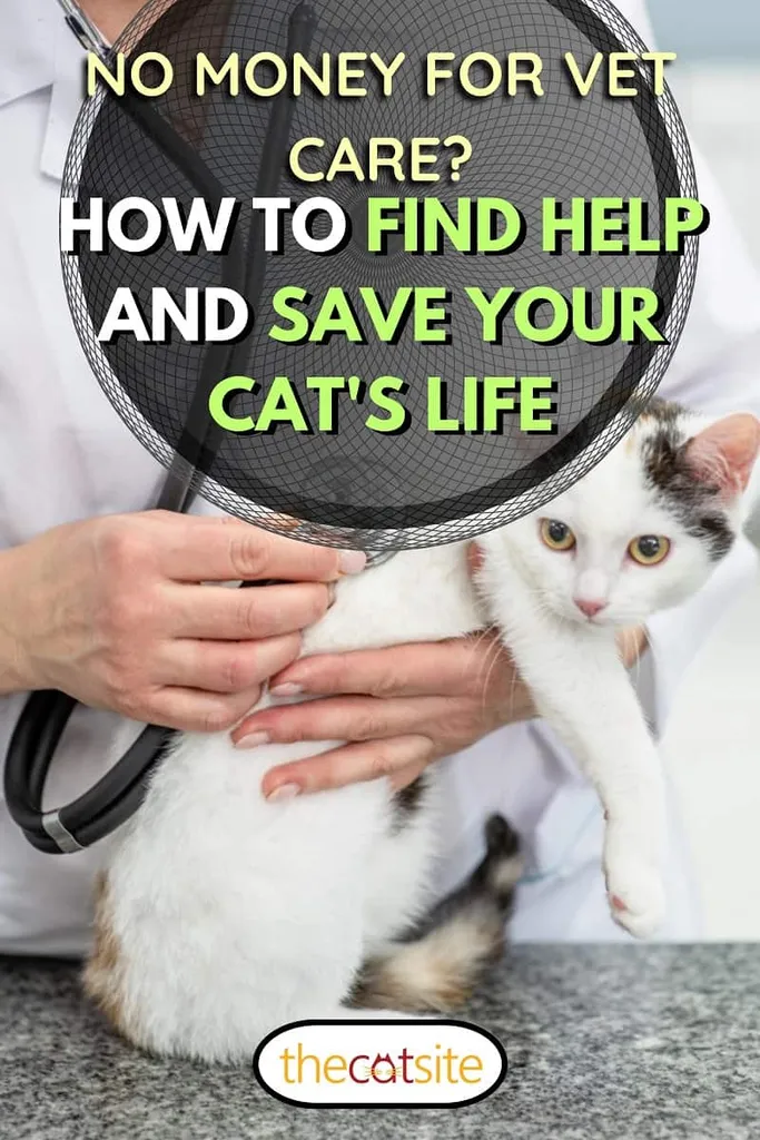 Нема новца за ветеринарску негу? Како пронаћи помоћ и спасити живот своје мачке