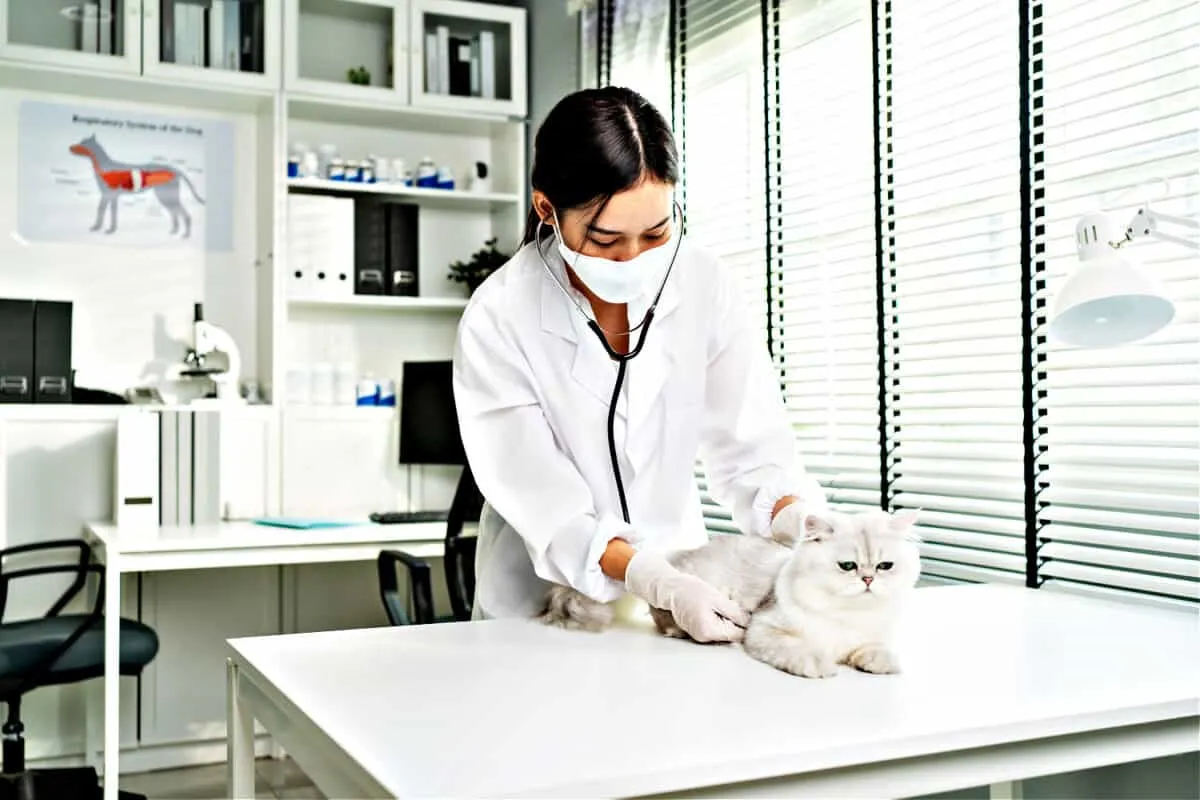 FIV In Cats – 모든 고양이 주인이 알아야 할 사항