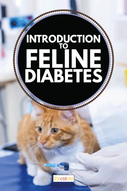 Introduktion till kattdiabetes - från diagnos till daglig vård
