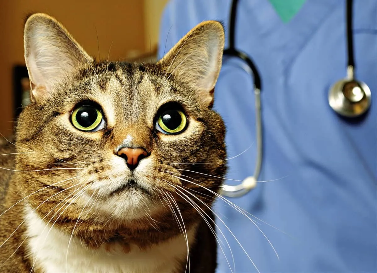 Hebben katten die alleen binnenshuis zijn een injectie tegen hondsdolheid nodig?' title=