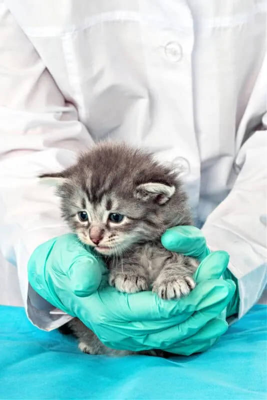 Hebben katten die alleen binnenshuis zijn een injectie tegen hondsdolheid nodig?' title=