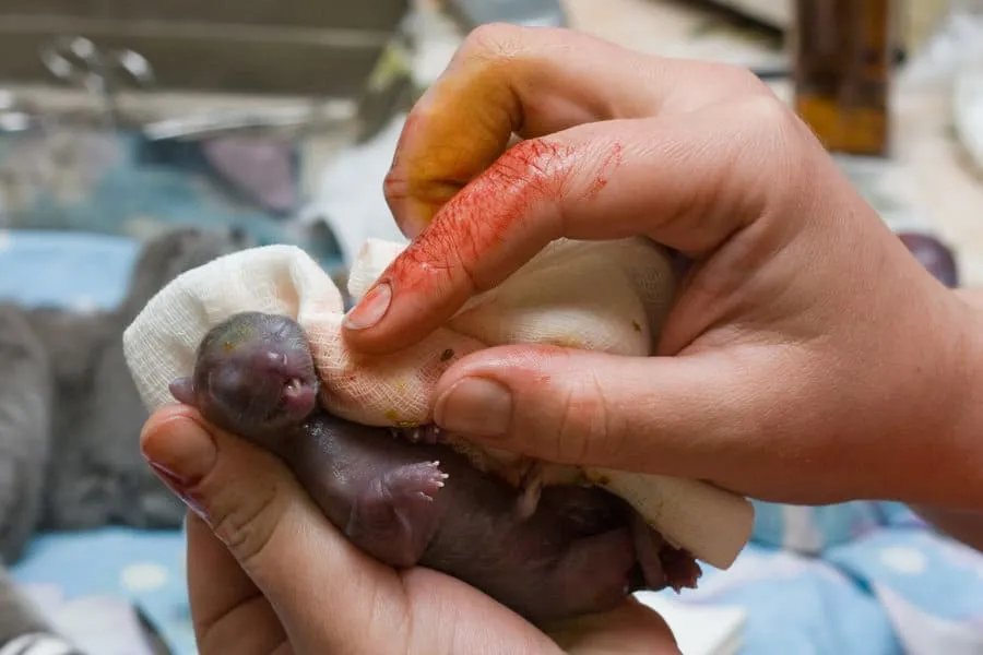 Hvordan redde katten din fra disse 16 livstruende graviditetsrisikoene' title=