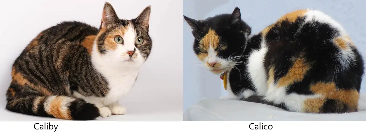 Difference between a caliby and calico cat
