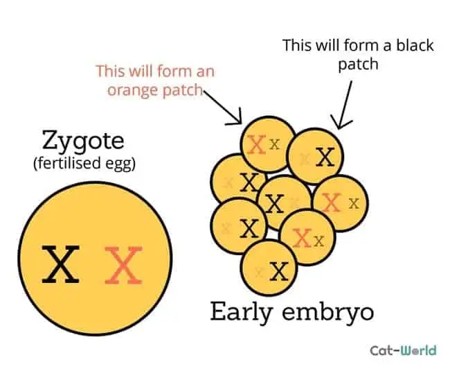 X inactivation