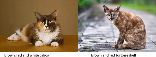 Brown calico and brown tortoiseshell cats