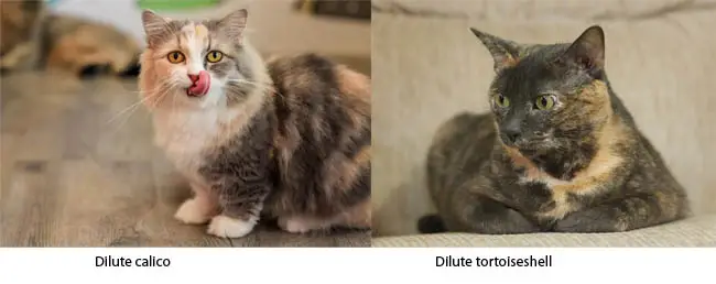 Difference between a dilute calico vs a dilute tortoiseshell cat
