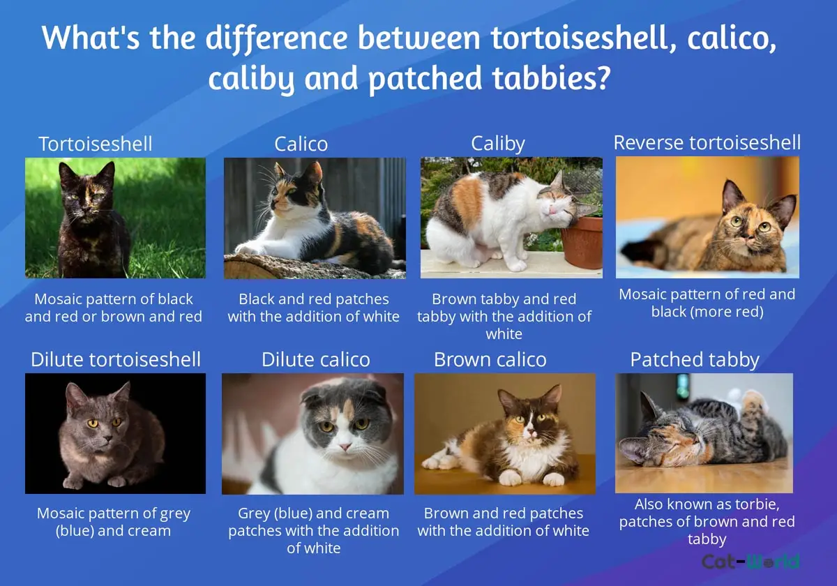 Difference between a tortoiseshell, calico, caliby and patched tabby