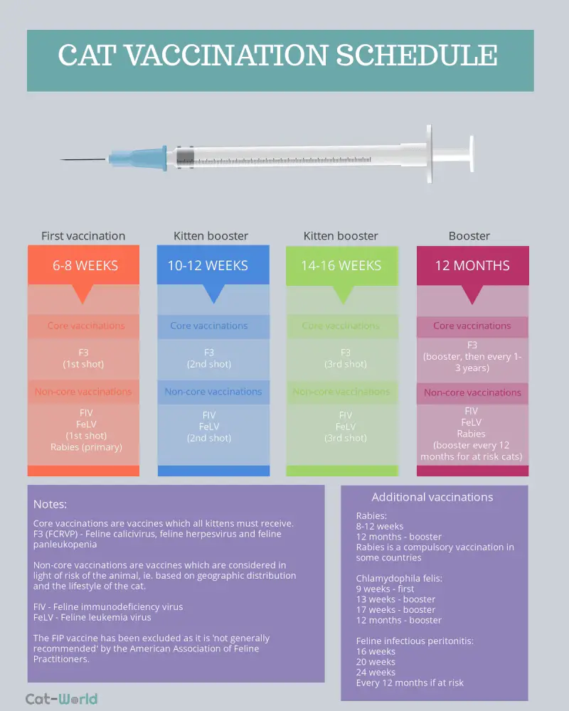 Kitten vaccination schedule