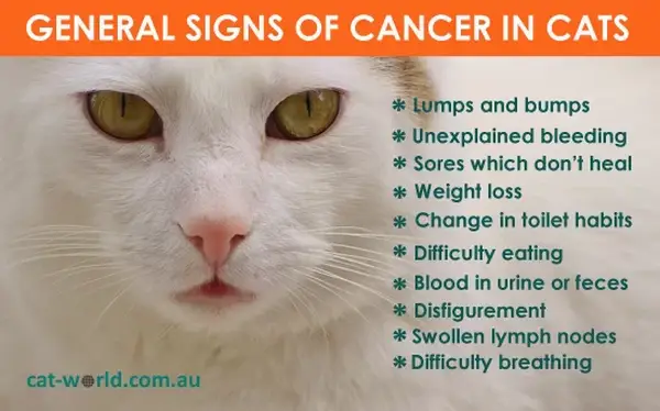 Physical signs a cat is dying