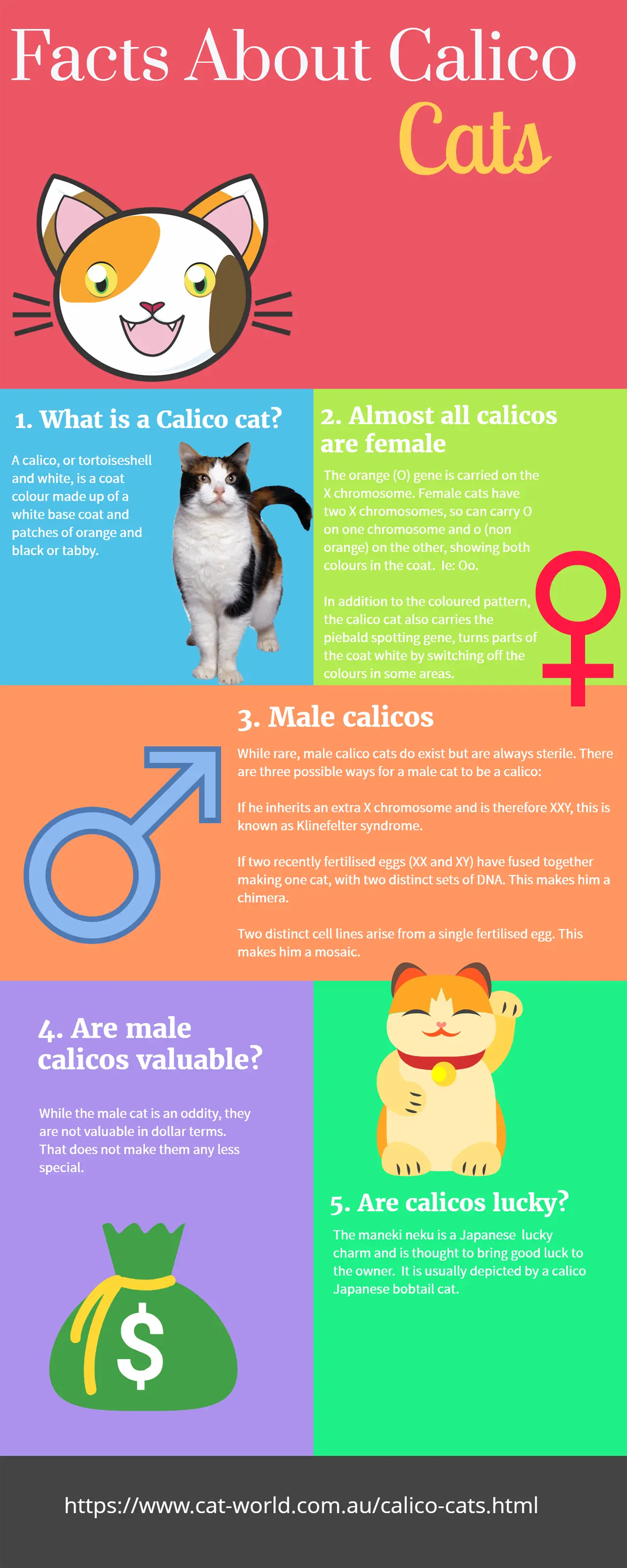 Playful cat breeds