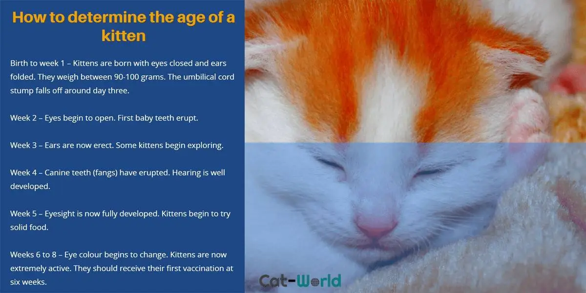 How to tell the age of a kitten