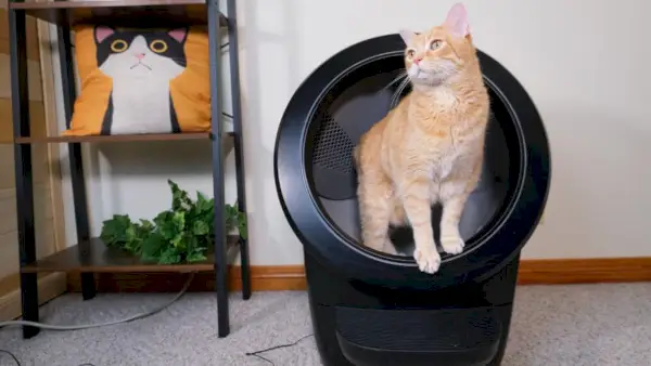 Funkcia recenzie Litter Robot 4