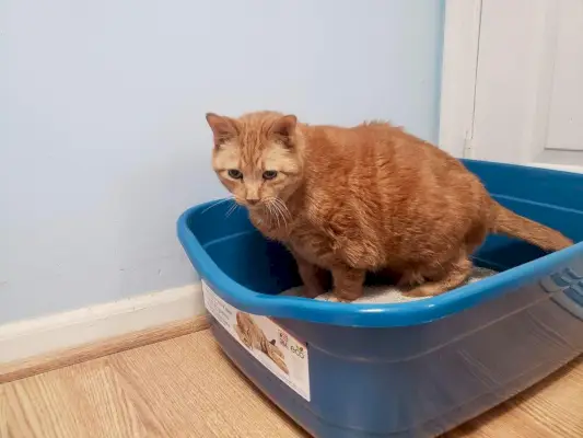 orange äldre katt inuti petmate kattlådan