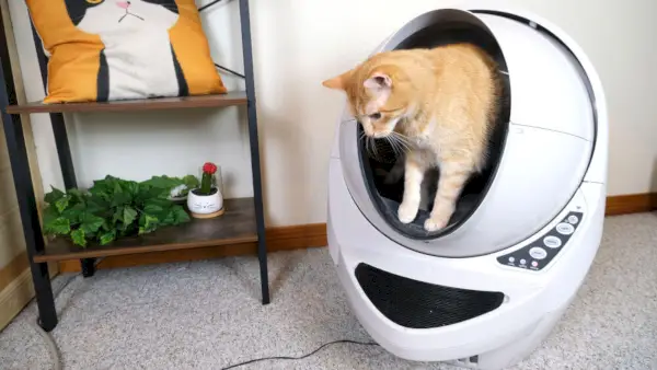 Kat in kattenbakrobot