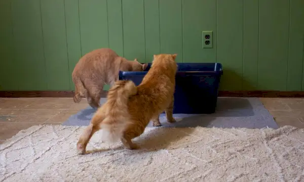 Zwei Katzen schauen auf eine Katzentoilette.