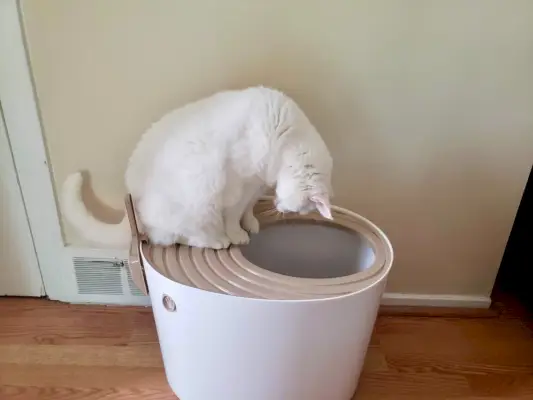 Chat blanc regardant dans le bac à litière à entrée par le haut IRIS