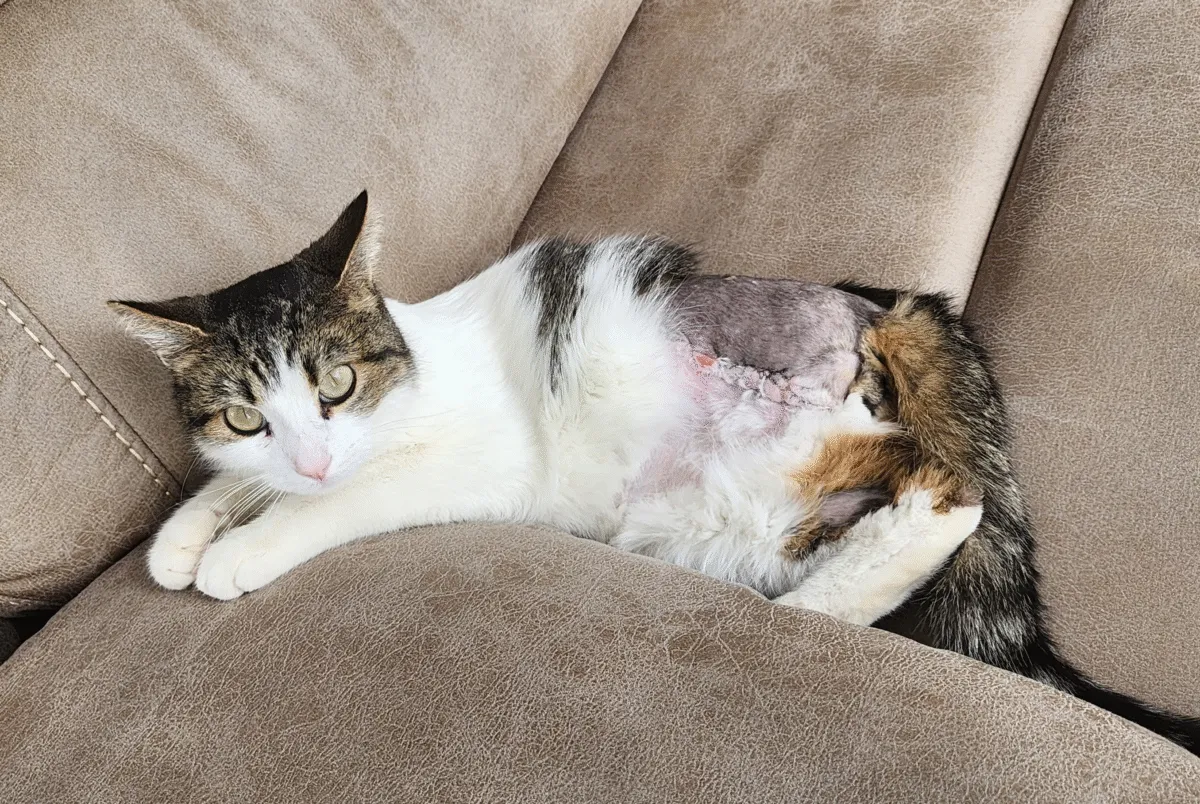 Ferals & RescueFeral kedi bakımı ve kurtarma makalelerindeki gönderiler