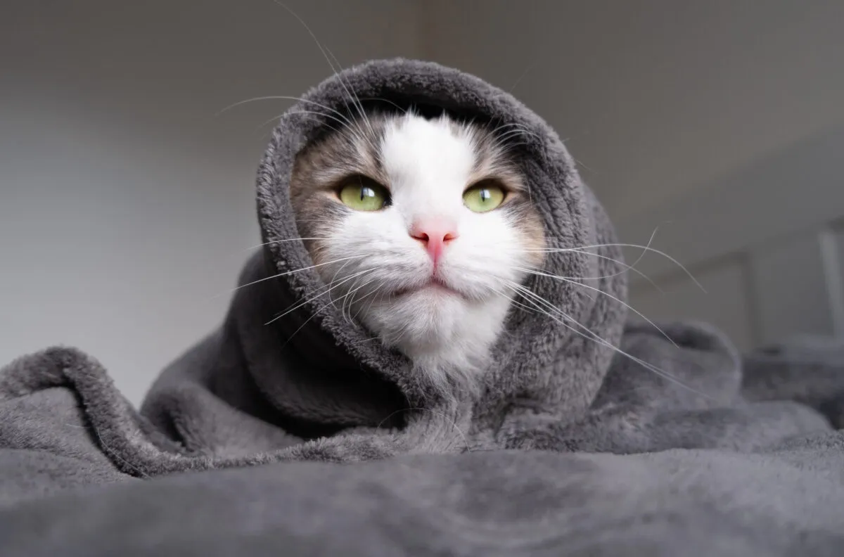 Beiträge in Artikeln zur Katzenpflege und zur allgemeinen Pflege von Katzen