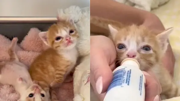 ללוטר אולי יש רגליים קטנות, אבל יש לו לב גדול! / Baby Kitten Rescue