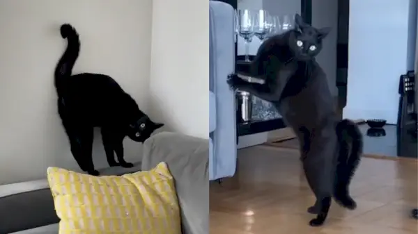 ¡Cuidado con las patadas ninja de Ari y sus suaves paseos como cangrejo! / Instagram: Ari_the_Panther