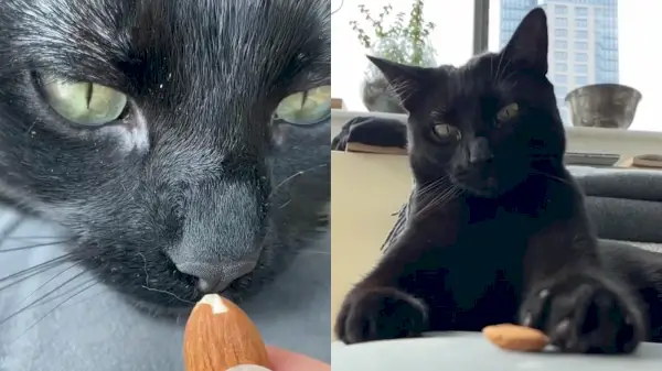 Toliko mandljev, tako malo časa! / Instagram: Ari_the_Panther