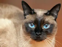 Uma imagem mostrando um gato com olhos azuis hipnotizantes