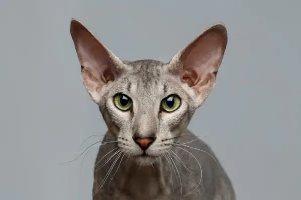 História do gato Peterbald