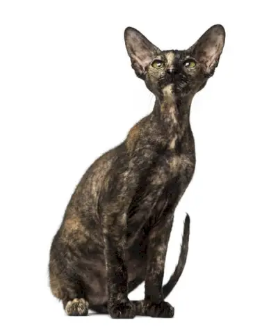 Om Peterbald Cat