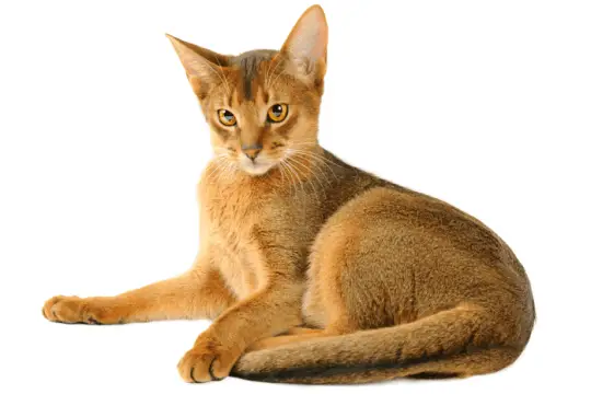 Peterbald Cat: característiques, personalitat i informació de la raça