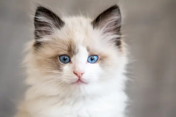 Om Ragdoll Cat